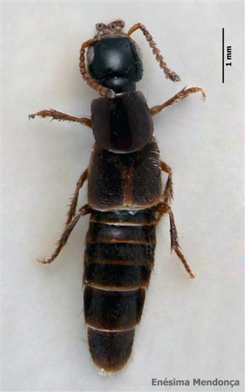 © Enésima Mendonça